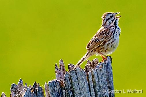 Song Sparrow Singing_48418.jpg - Song Sparrow (Melospiza melodia)Photographed near Ottawa, Ontario - the Capital of Canada.